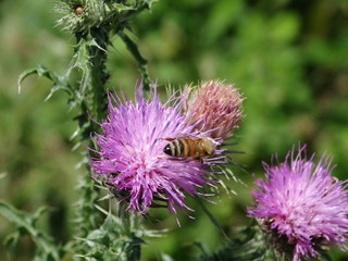 macro fiore