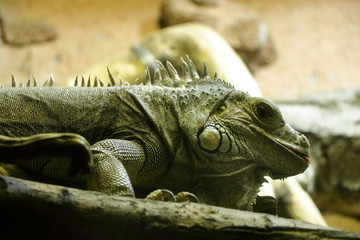 Green iguana
