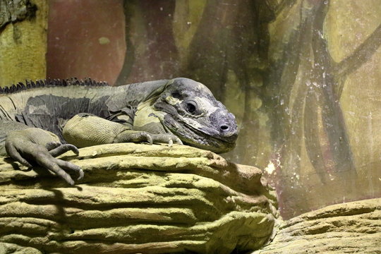 “Lizard On Rock” Images – Browse 75 Stock Photos, Vectors, and Video