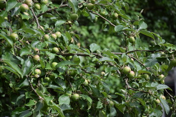 apples on a tree