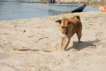 wet dog on the beach
