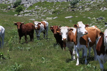 Fototapeta na wymiar troupeau de vache en Auvergne