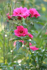 Obraz na płótnie Canvas Beautiful pink rose in a garden