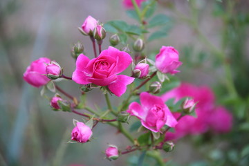 Fototapeta na wymiar Beautiful pink rose in a garden