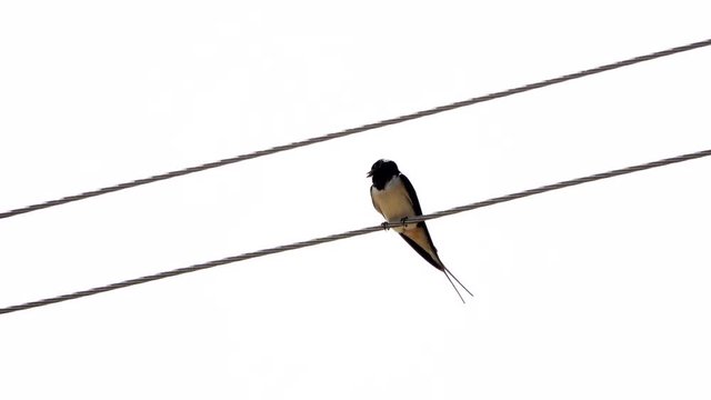 swallow singing on white background