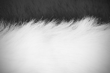 white and black fur