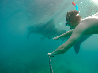 Tourists swim in the sea with whale sharks near the city of Oslob on the island of Cebu, Philippines. Watch the feeding of sharks in nature..