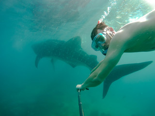 Tourists swim in the sea with whale sharks near the city of Oslob on the island of Cebu,...
