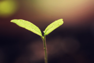 box with small sprout from seeds