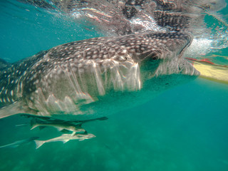 Naklejka premium Tourists swim in the sea with whale sharks near the city of Oslob on the island of Cebu, Philippines. Watch the feeding of sharks in nature..