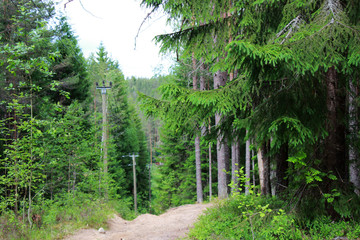 Fototapeta na wymiar pine telegraph poles with wires stand along the road in a coniferous pine-spruce forest.