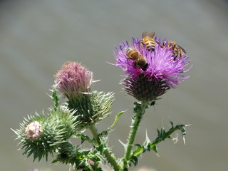 ape sul fiore