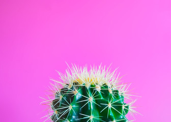 parte de un cactus verde con pinchos, sobre fondo rosa fucsia con espacio vacio