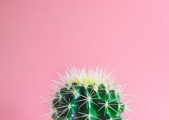 parte de un cactus verde con pinchos, sobre fondo rosa pastel con espacio vacio