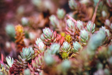 Close up on Sedum forsterianum plant, commonly known as Rocks stonecrop