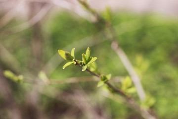 Landscape is summer. Green trees and grass in a countryside land