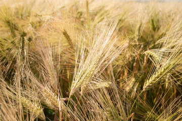 épis dorés avant la récolte