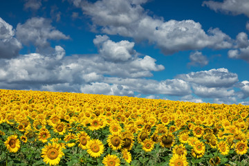 Naklejka premium Sonnenblumen mit Quellwolken