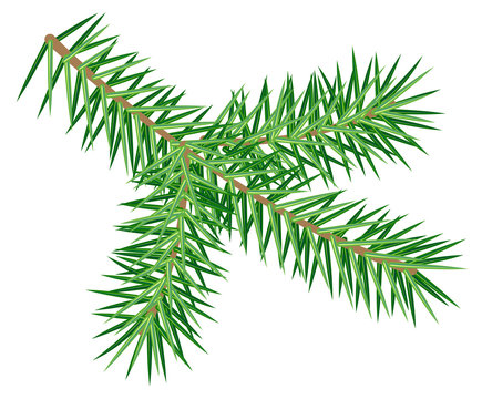 Green spruce branch isolated on white background