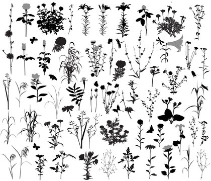 66 silhouettes of flowers and plants. 10 silhouettes of insects.