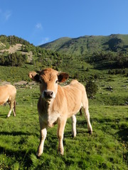 Vaches Aubrac en montagne 