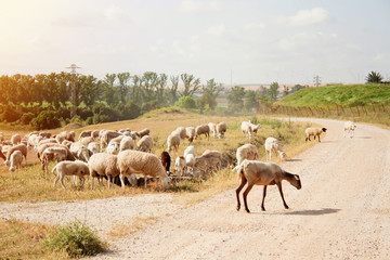A herd of sheep grazing in the field