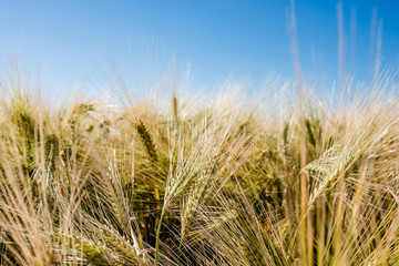 épis dorés avant la récolte