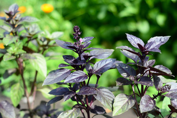Obraz premium Basil: planting, growing, and harvesting basil leaves. Close up on organic fresh purple basil leaves.