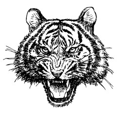 head of angry tiger hand drawn