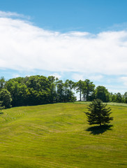 Pine trees ona  rolling hills meadow