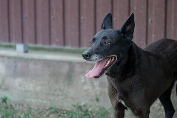 portrait of cute black dog