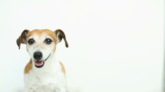 Cute white dog on white background. yawning, smiling. Video footage. Balnk empty space