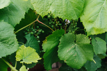 Grape leaves. Natural background. Healthy sea grape tree. Proper nutrition and fresh picture