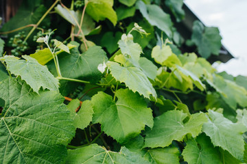 Grape leaves. Natural background. Healthy sea grape tree. Proper nutrition and fresh picture