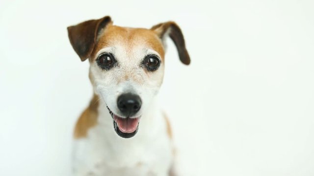 curious funny white dog Jack Russell terrier. Close up portrait. White background. Video footage. Adorable pet muzzle