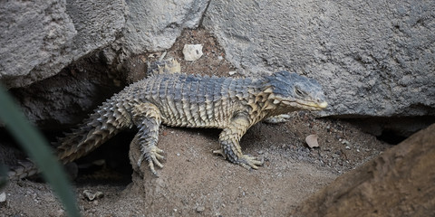 Riesen Gürtelschweif