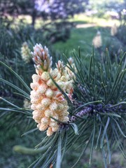 Fototapeta premium Blossom pine tree