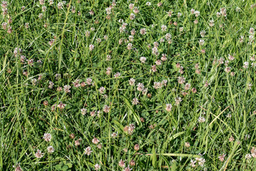 Green meadow with several white blooming clovers in summer