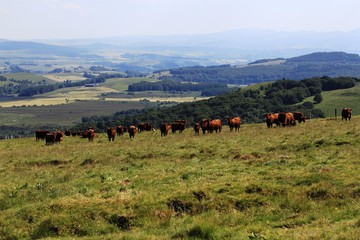 troupeau de vache en Auvergne