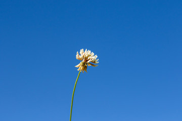 Single white blooming clover in front of blue cloudless sky in summer