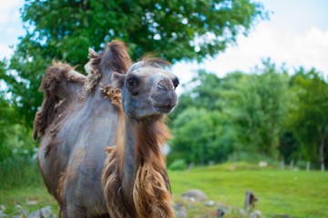 Funny brown camel