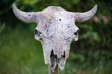 Fototapeten Scary bison skull © Daniel Jędzura