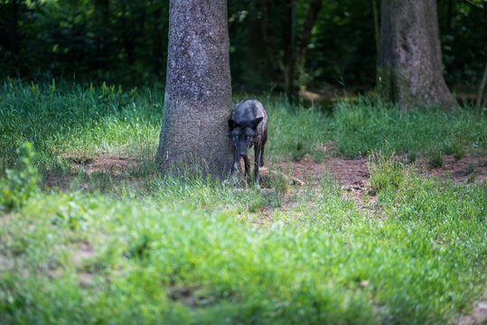 Black wolf in the forest