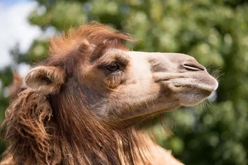 Selbstklebende Fototapete Kamel Lustiges braunes Kamel