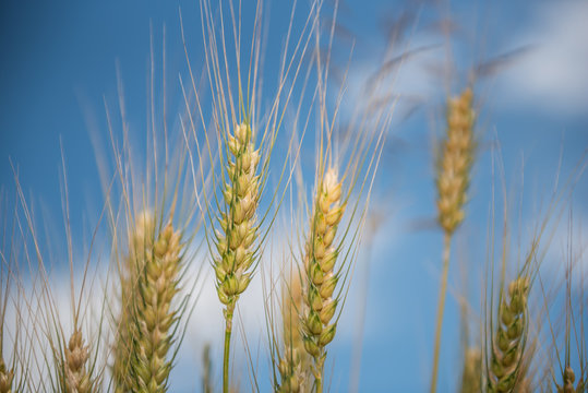 Korn&auml;hren mit blauen Himmel