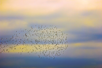 flock of jackdaws