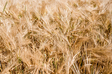 épis dorés avant la récolte