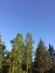 Summer forest