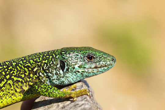 close-up of male green lizard