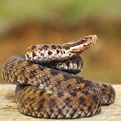 common european adder on wood board